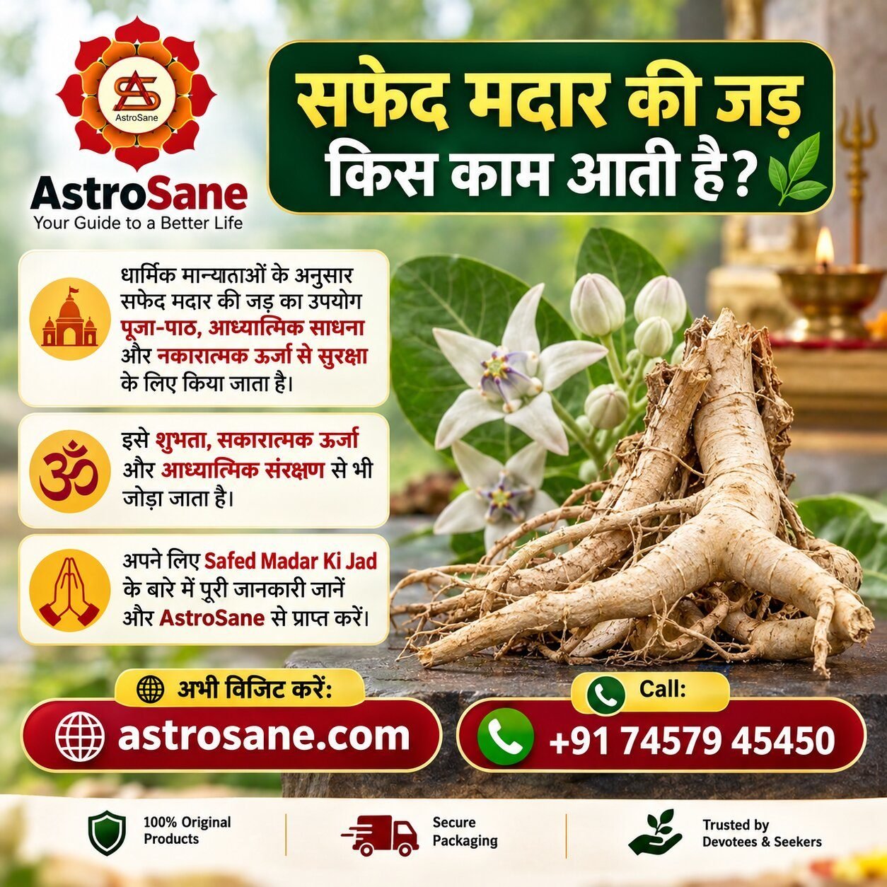 सफेद मदार की जड़: धार्मिक महत्व, उपयोग, मान्यताएं और पूजा में इसका महत्व Safed Madar Ki Jad: Religious Significance, Traditional Uses and Importance in Worship