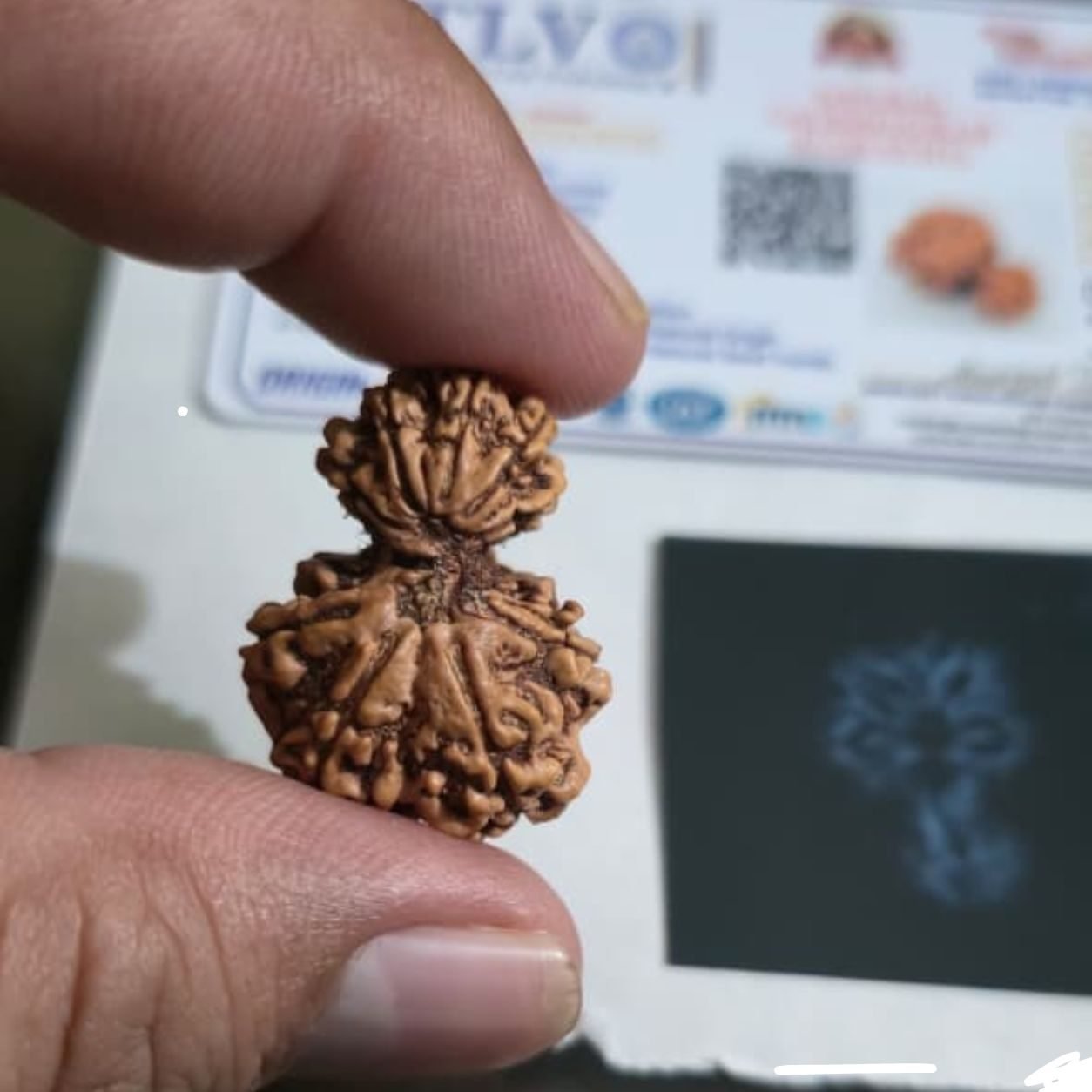 Gauri Shankar Rudraksha – X-Ray Tested with Lab Certificate