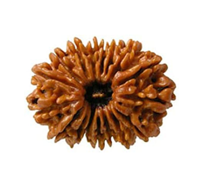 Seventeen Mukhi Rudraksha