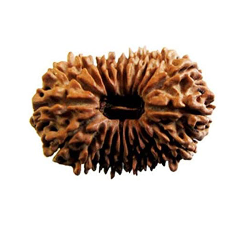 Twenty One Mukhi Rudraksha