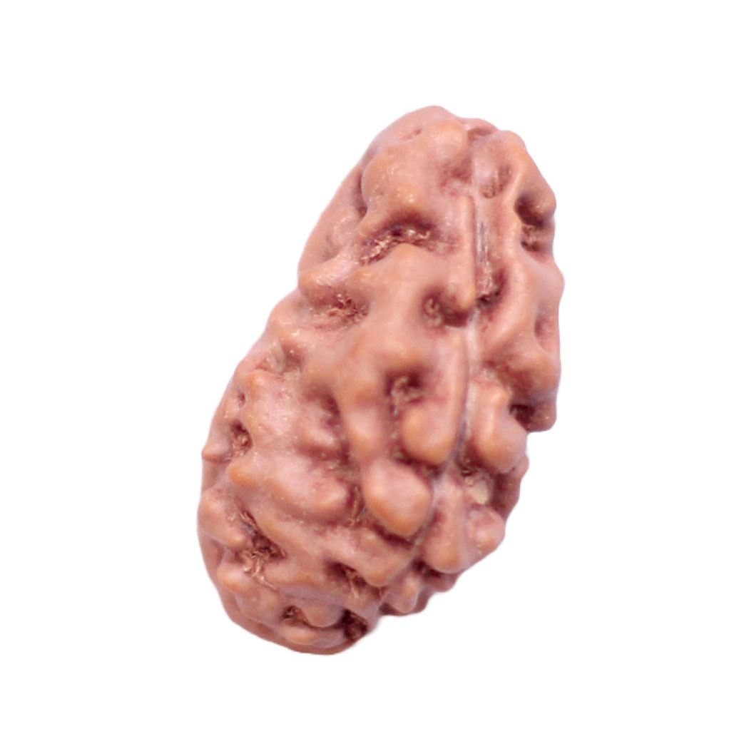 One Mukhi Rudraksha