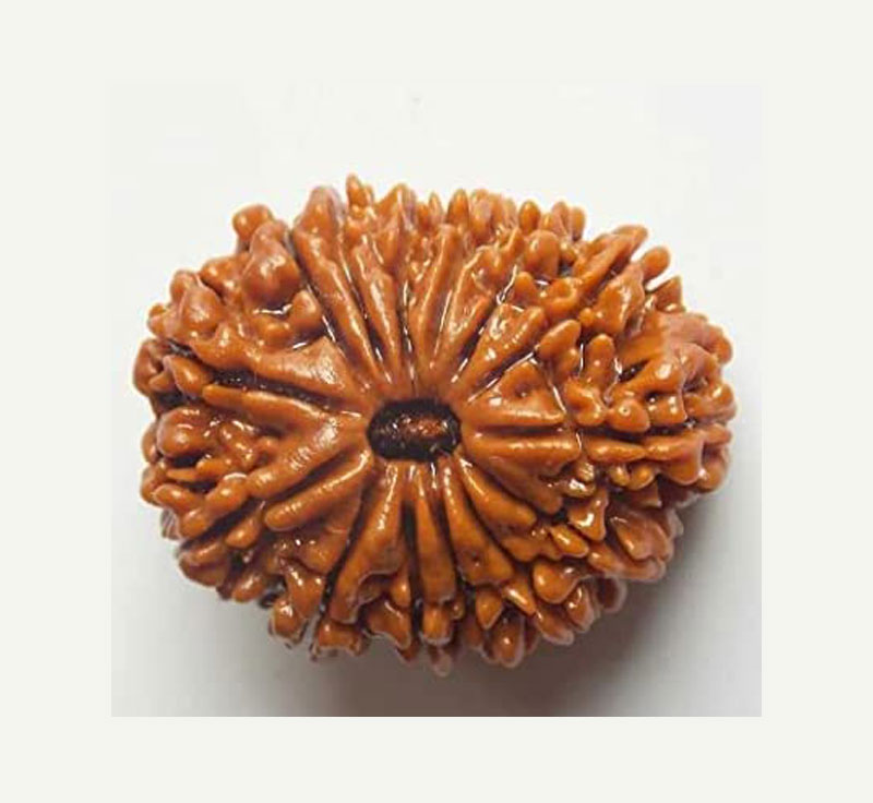 Fourteen Mukhi Rudraksha