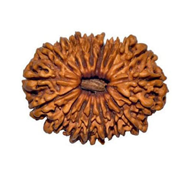 Eighteen Mukhi Rudraksha