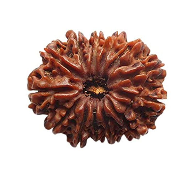 Thirteen Mukhi Rudraksha