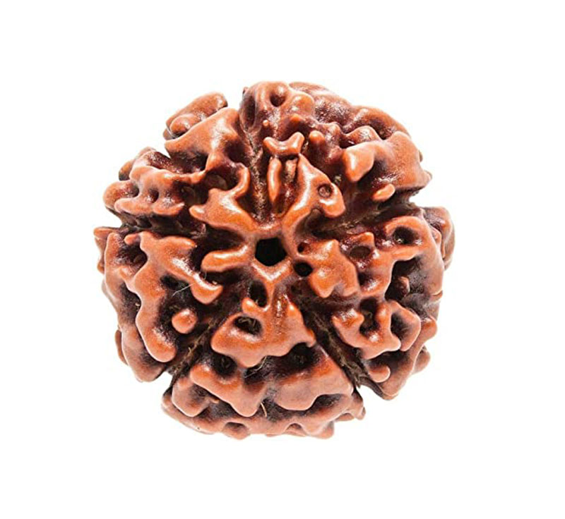 Five Mukhi Rudraksha