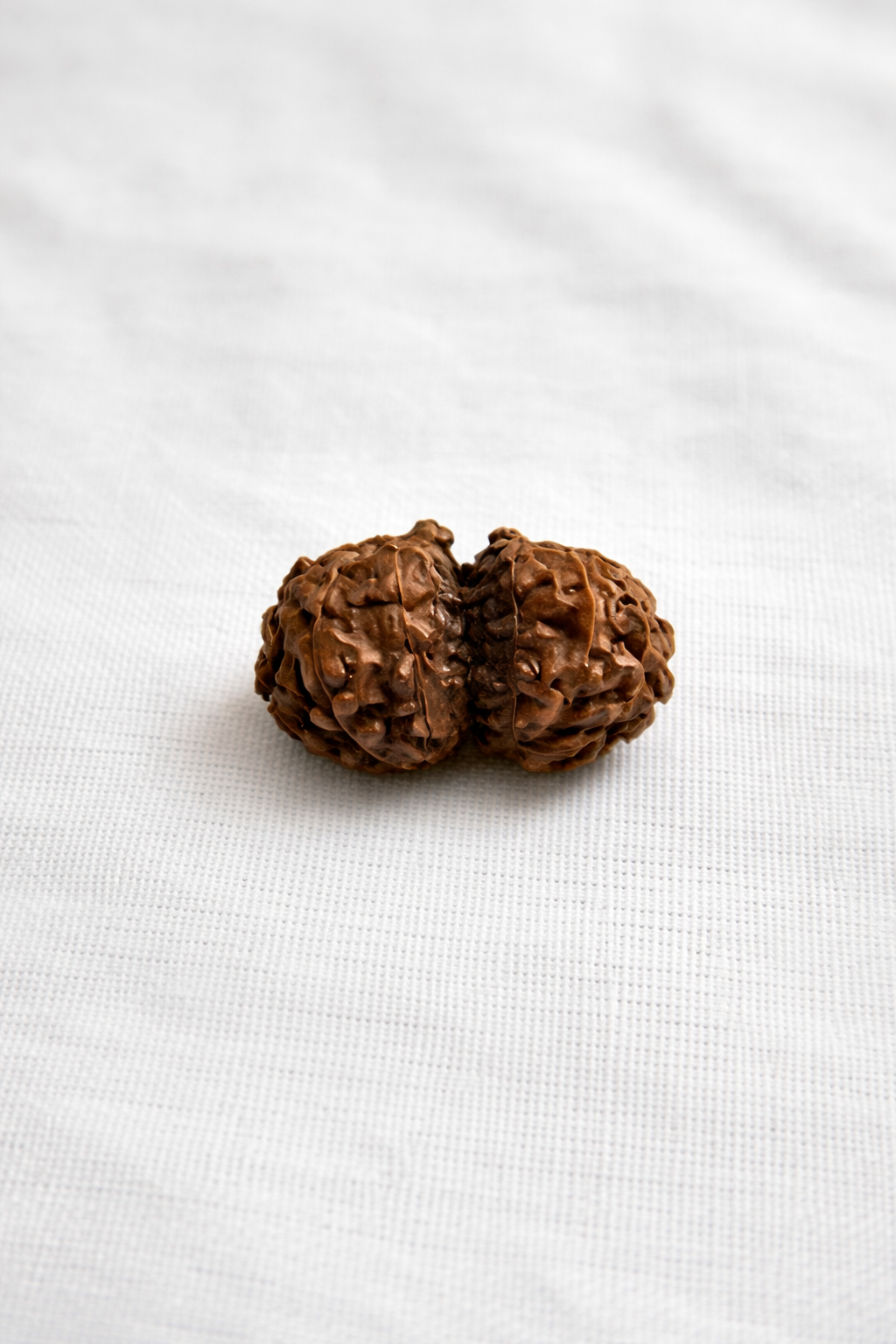 Gauri Shankar Rudraksha — Sacred Unity Bead for Love, Harmony & Spiritual Growth