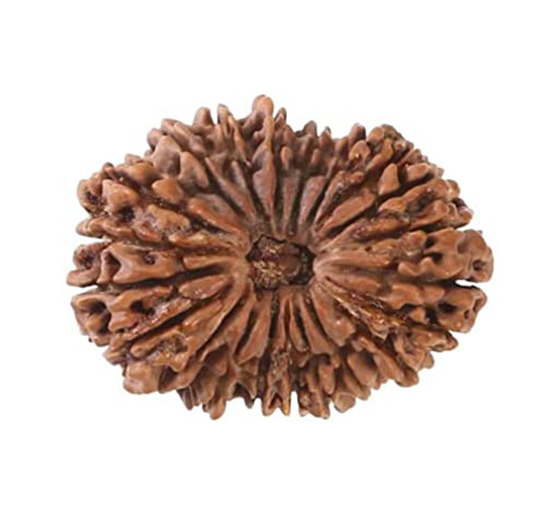 Twenty Mukhi Rudraksha