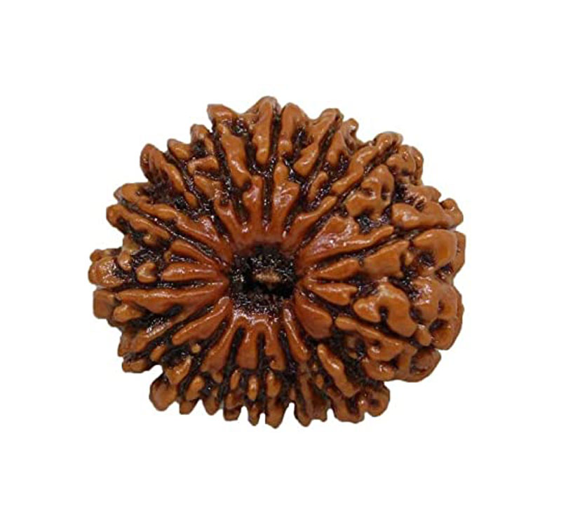 Fifteen Mukhi Rudraksha