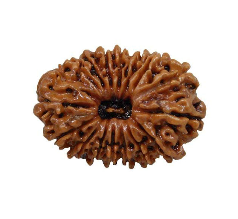 Sixteen Mukhi Rudraksha