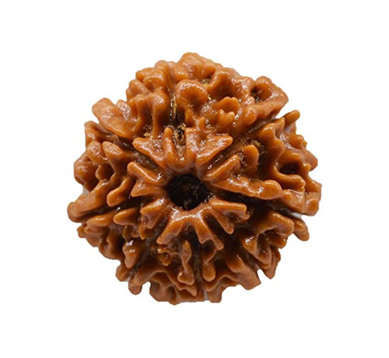 Nine Mukhi Rudraksha