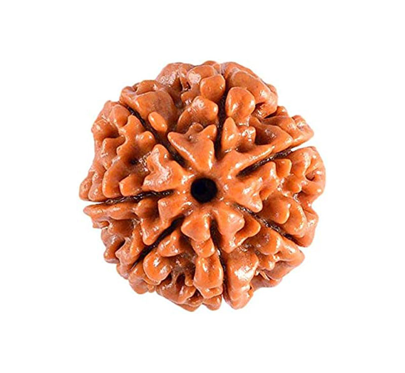 Seven Mukhi Rudraksha