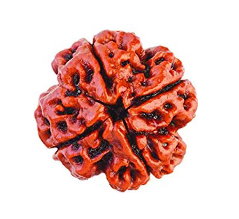 Four Mukhi Rudraksha