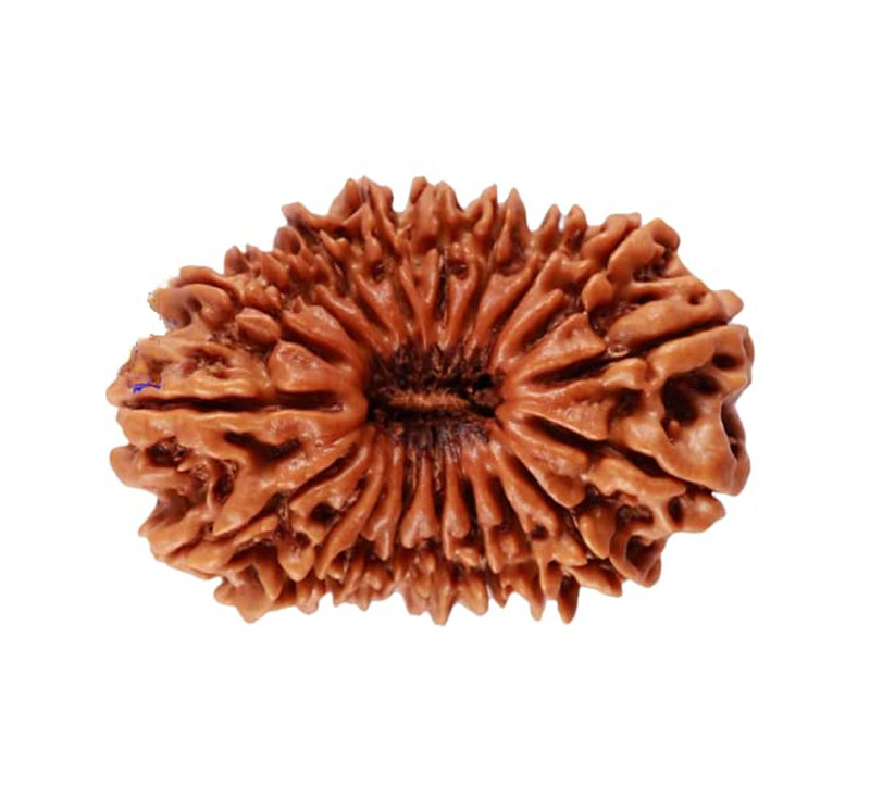 Nineteen Mukhi Rudraksha