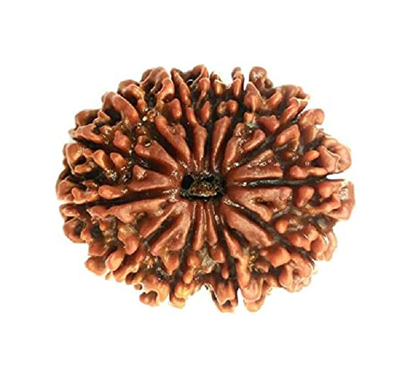 Twelve Mukhi Rudraksha