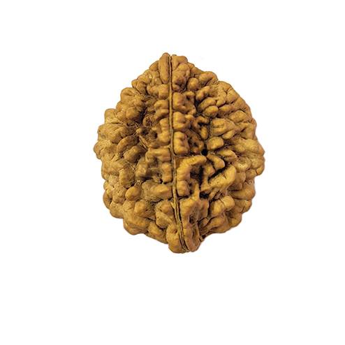 Two Mukhi Rudraksha