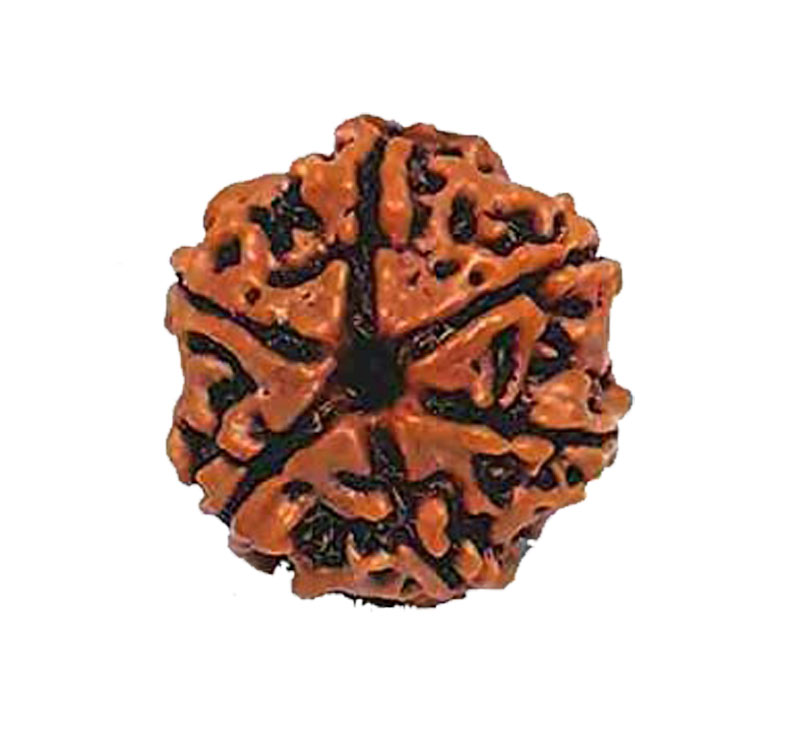 Six Mukhi Rudraksha