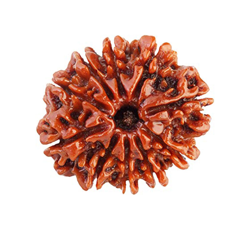 Ten Mukhi Rudraksha