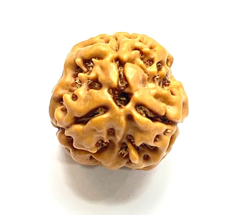 Three Mukhi Rudraksha